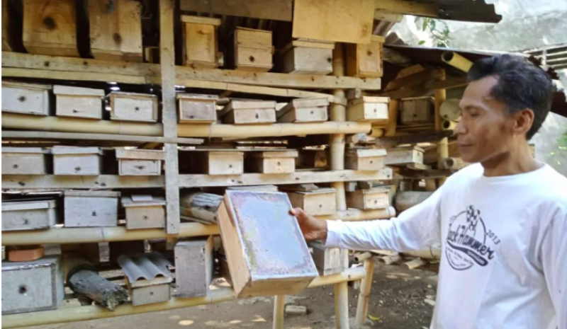 Budidaya Madu Trigona