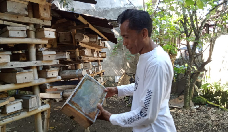 Budidaya Madu Trigona