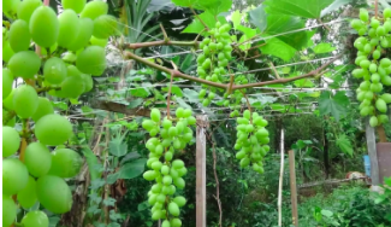 RRI Mataram Budidaya Anggur